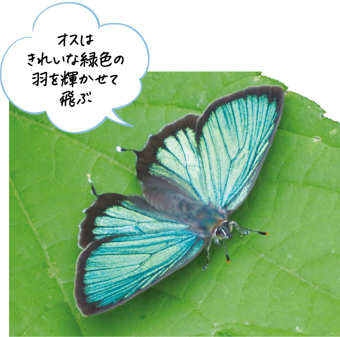 ミドリシジミの写真。オスはきれいな緑色の羽を輝かせて飛ぶ