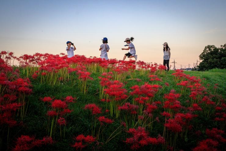 曼珠沙華に囲まれて