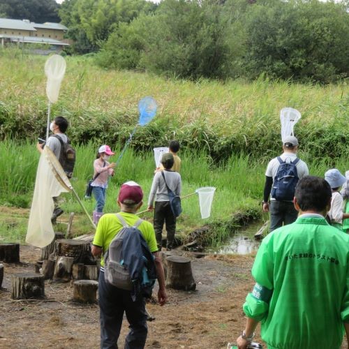 トンボ観察会
