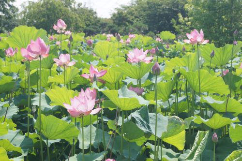 蓮本庄総合公園1