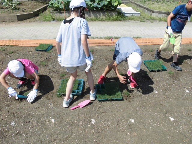 公立小中学校の木質化 芝生化 埼玉県教育委員会