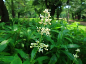 ヤブミョウガの花