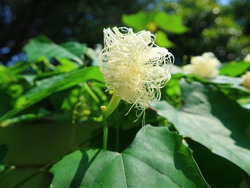 キカラスウリの花