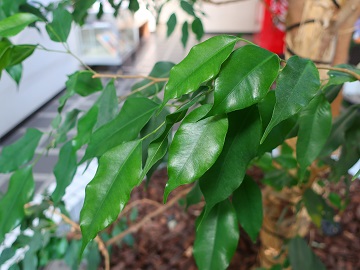 光沢のある葉
