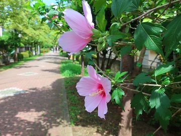 はなみずき通り