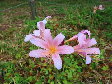 水玉を乗せた花