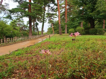 園路沿いの群生場所
