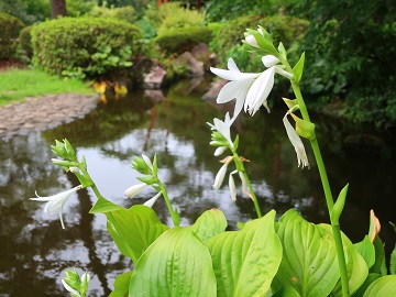 池を背景に