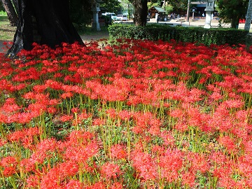 彼岸花