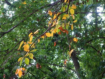 サクラの紅葉