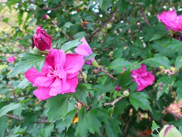 ムクゲの花