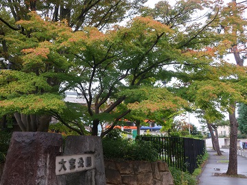 モミジの木
