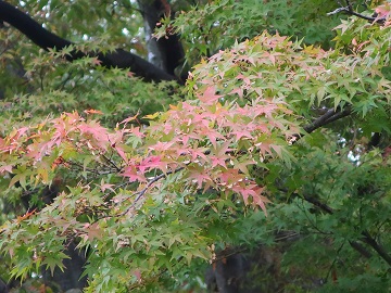 モミジの枝