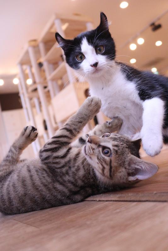 ねこかつの写真3