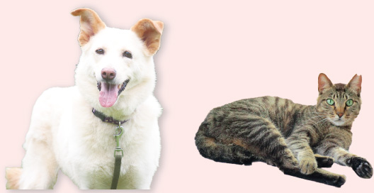 犬、猫の写真