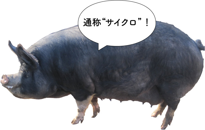 彩の国黒豚の写真 通称“サイクロ”