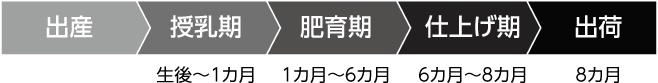 出産→授乳期(生後〜1カ月)→肥育期(1カ月〜6カ月)→仕上げ期(6カ月〜8カ月)→出荷(8カ月)