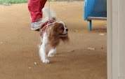 捜索救助犬協会フェア