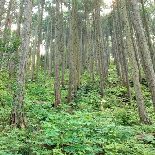 埼玉県の森林