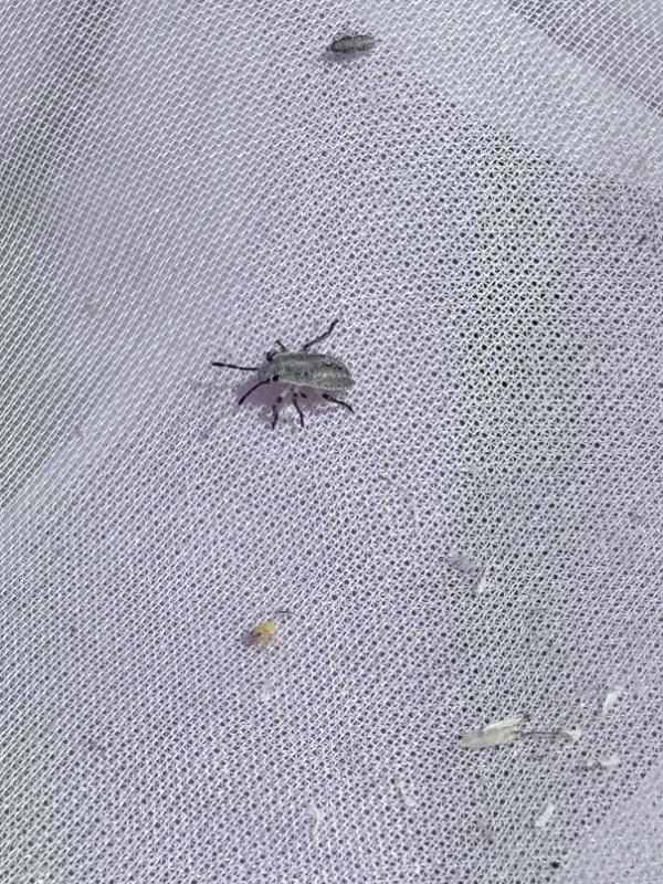 イネカメムシ幼虫1