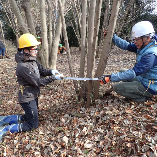 木の伐採をする様子の写真