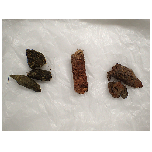 動物のうんちの写真