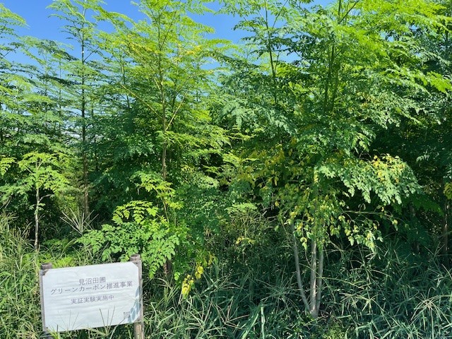 埼玉大学の藤野教授がモリンガを指差している様子