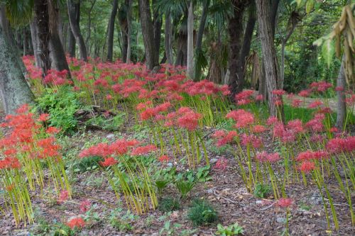 彼岸花神川3