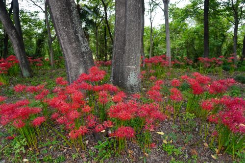彼岸花神川1