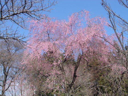 ベニシダレザクラ 美の山公園の花々 春 埼玉県