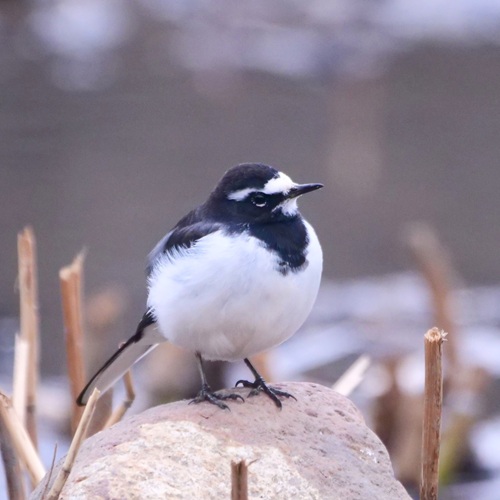 木の枝にとまる冬鳥の写真