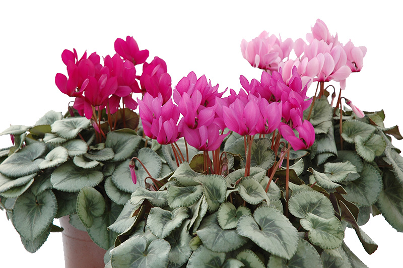 芳香シクラメンの写真