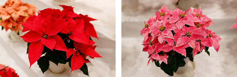 ポインセチアの写真