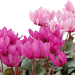 芳香シクラメンの写真