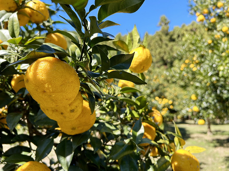越生の柚子が実っている様子の写真
