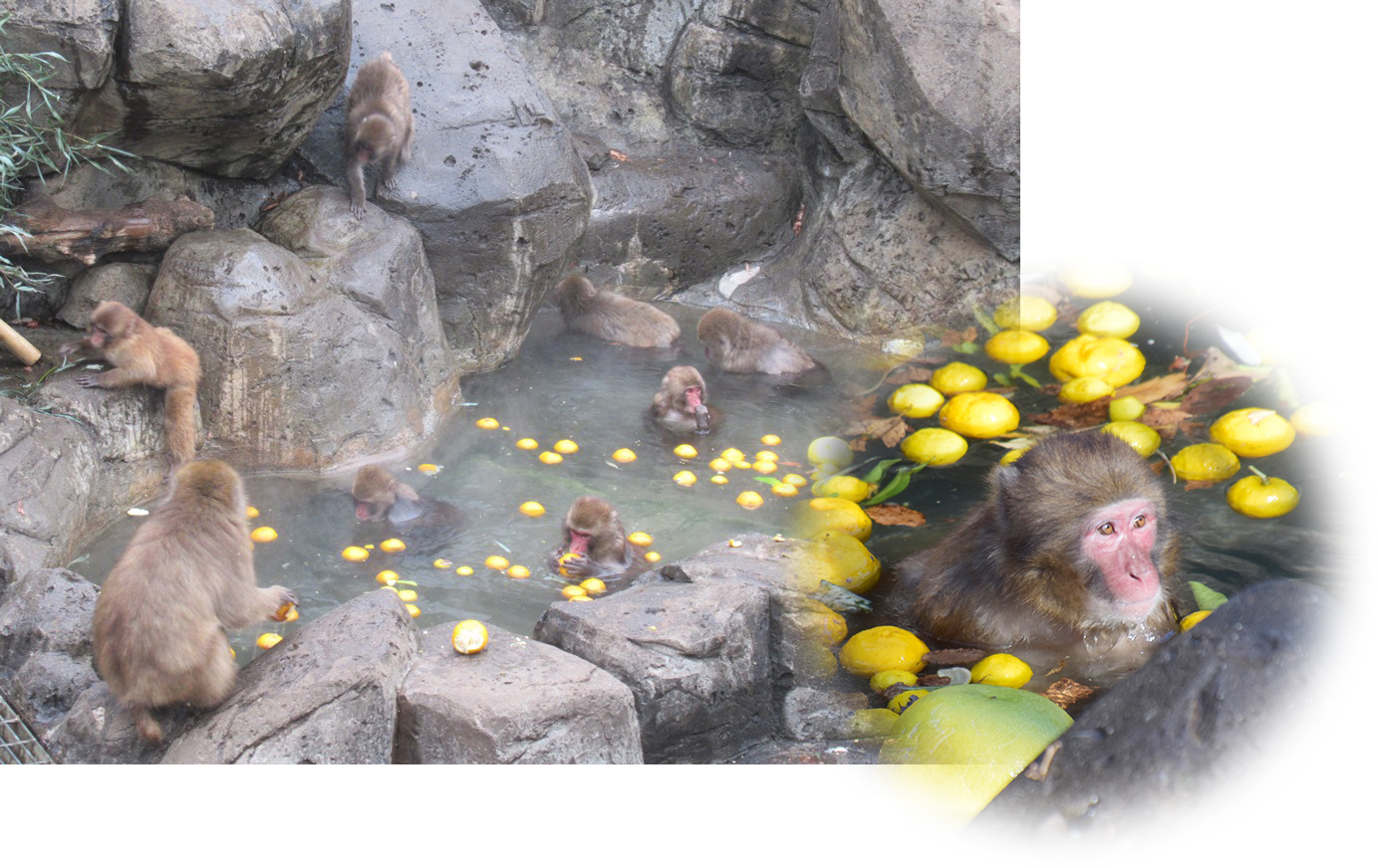 サル山温泉の写真