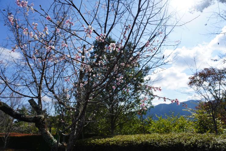 冬桜2