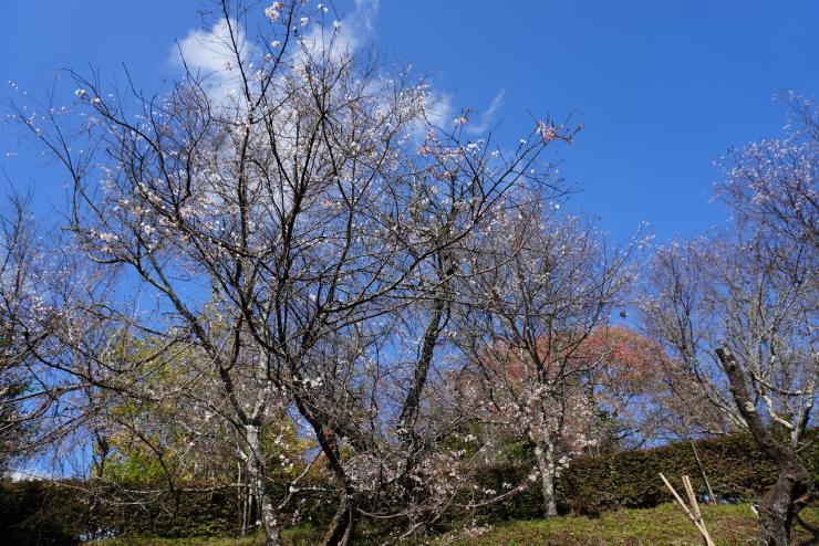 冬桜4