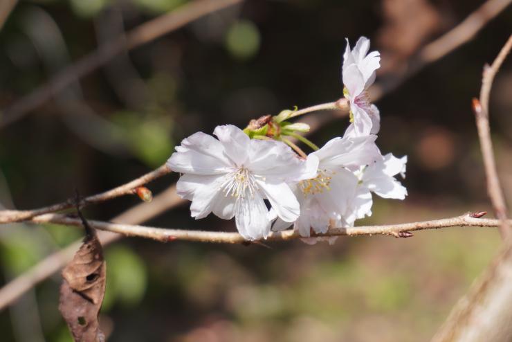 冬桜1