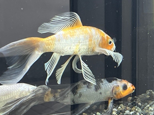 ヒレナガニシキゴイの写真