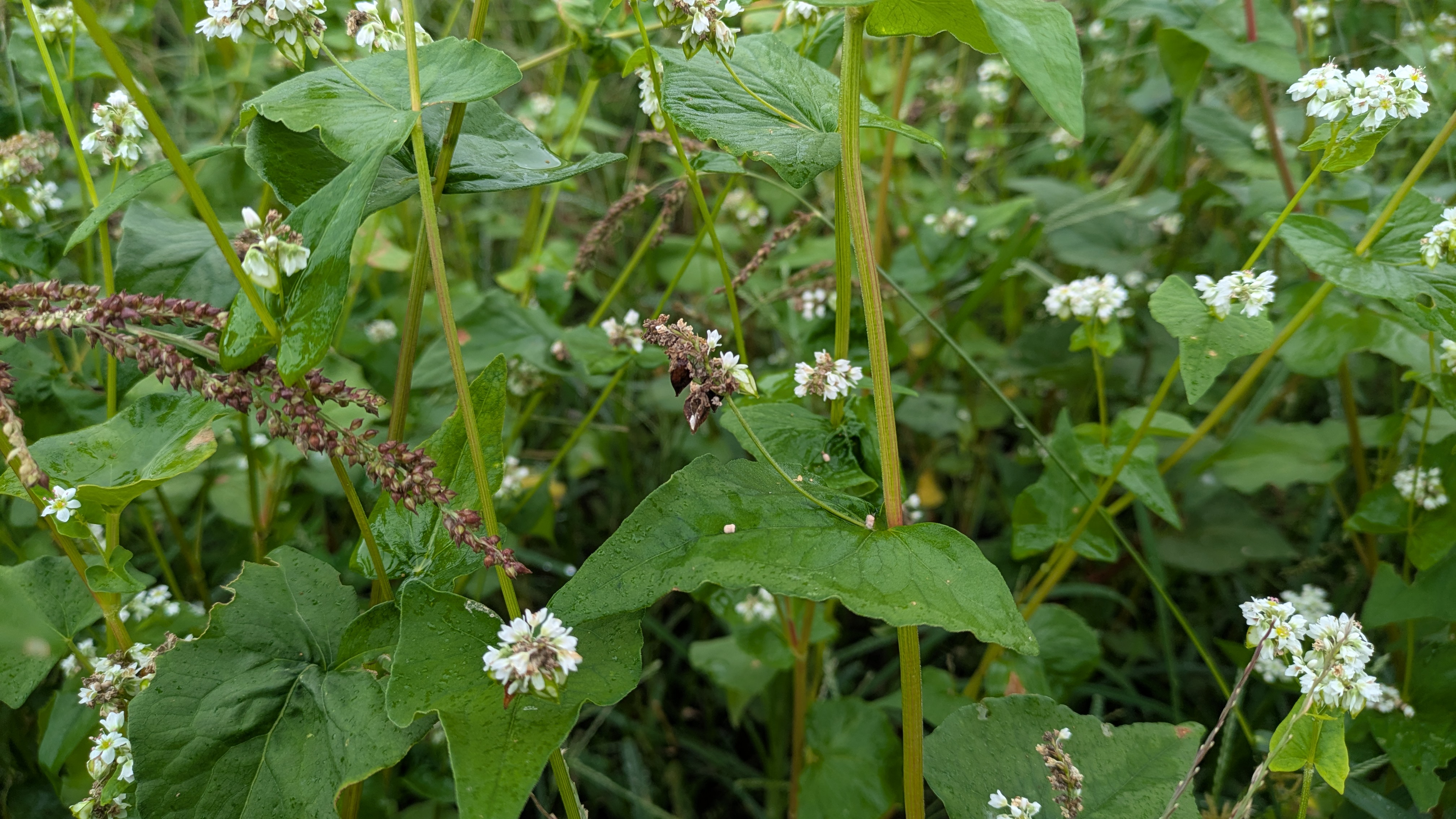 そばの花と実の写真