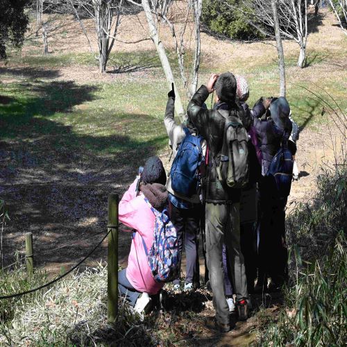 狭山湖とトラスト樹林地の冬鳥観察会