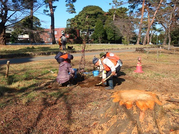 サクラの世代交代