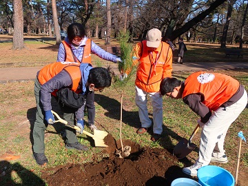 アカマツの定植