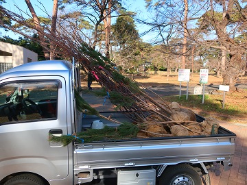 圃場から搬入した苗木
