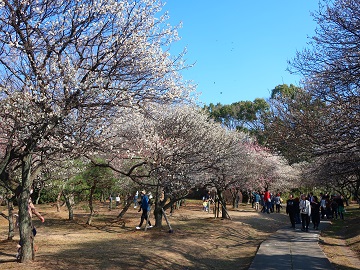 会場の梅林