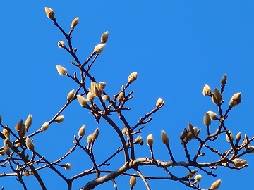 モクレンの芽