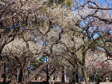 満開の白梅
