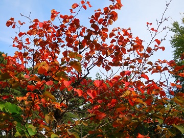 赤く発色した葉