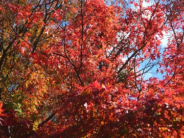 写真上は最盛期